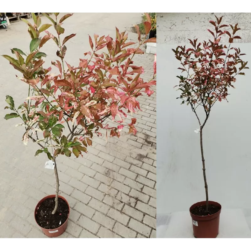 Europinis ožekšnis - Euonymus europaeus ARGENTEOVARIEGATUS