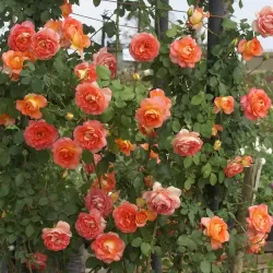 Rosa FAIREST CAPE ®