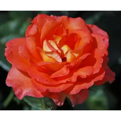 Rosa FAIREST CAPE ®