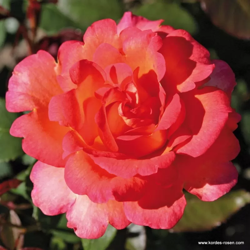 Rosa FAIREST CAPE ®