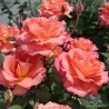 Rožė - Rosa FAIREST CAPE ®