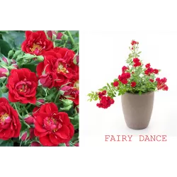 Užsisakyk augalus pavasariui jau dabar