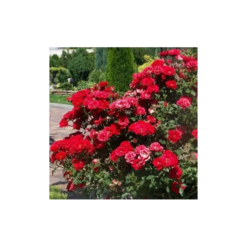 Užsisakyk augalus pavasariui jau dabar