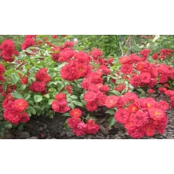 Užsisakyk augalus pavasariui jau dabar