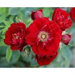 Užsisakyk augalus pavasariui jau dabar