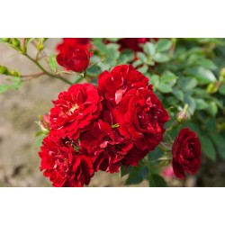 Rožė - Rosa FAIRY DANCE ®