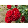 Rožė - Rosa FAIRY DANCE ®