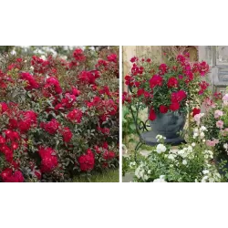 Užsisakyk augalus pavasariui jau dabar