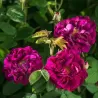 Rožė - Rosa TUSCANY SUPERB ®