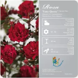 Rožių sodinukai internetu - Fairy Queen (Sperien)