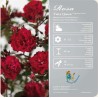 Rožė - Rosa FAIRY QUEEN