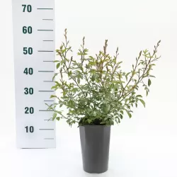 Rožių sodinukai internetu - Fairy Queen (Sperien)