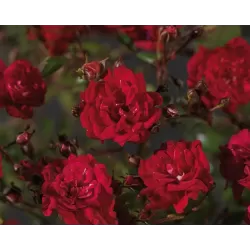 Rožių sodinukai internetu - Fairy Queen (Sperien)