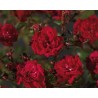 Rožė - Rosa Fairy Queen (Sperien) Spek® Spelarosa® c4