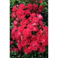 Rožių sodinukai internetu - Fairy Queen (Sperien)