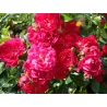 Rožė - Rosa FAIRY QUEEN
