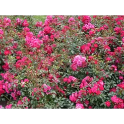 Rožių sodinukai internetu - Fairy Queen (Sperien)