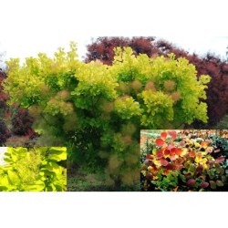 Cotinus coggygria GOLDEN SPIRIT