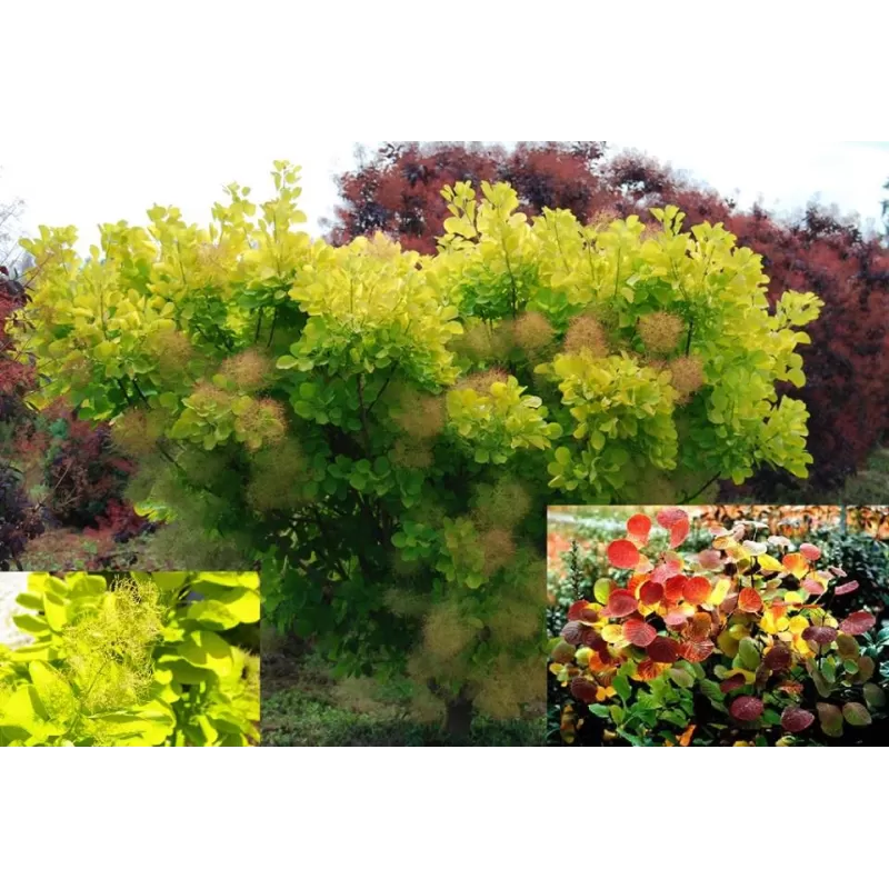 Europinis pūkenis - Cotinus coggygria GOLDEN SPIRIT