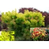 Cotinus coggygria GOLDEN SPIRIT