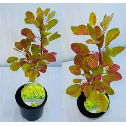 Cotinus coggygria GOLDEN SPIRIT