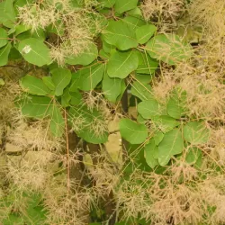 Cotinus coggygria GOLDEN SPIRIT