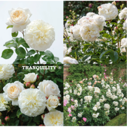 Rožė - Rosa TRANQUILITY ®
 Konteineris-C4R Forma-3+ šakų Vainikas-3 metai Poskiepis-skiepyta
