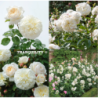 Rosa TRANQUILITY ®
