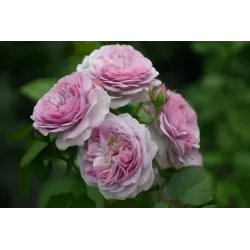 Rožė - Rosa FLORENCE DELATTRE