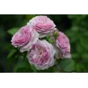 Rožė - Rosa FLORENCE DELATTRE (France Delattre) ® (Masflodel) Guillot® c3