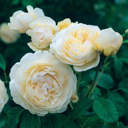 Rožė - Rosa TRANQUILITY ®