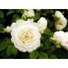 Rožė - Rosa TRANQUILITY ®
