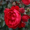 Rožė - Rosa FLORENTINA ®