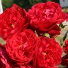 Rožė - Rosa FLORENTINA ®