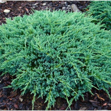 Žvynuotasis kadagys - Juniperus squamata Blue Carpet P17 gyva foto 2022-05-03
