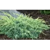 Žvynuotasis kadagys Holger - Juniperus squamata HOLGER
