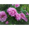 Rosa THERESE BUGNET ®