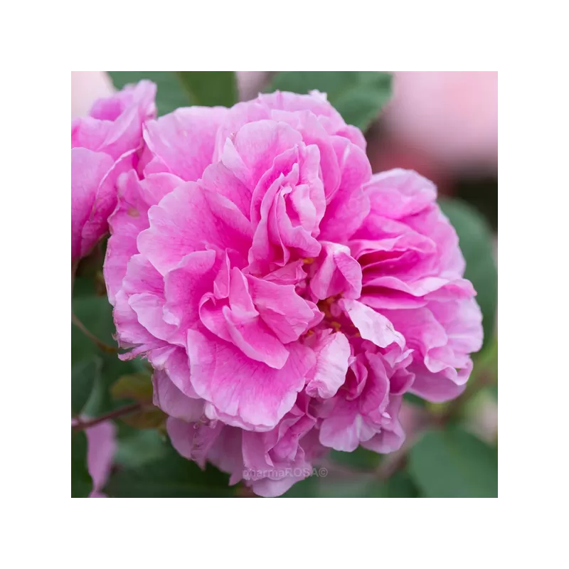 Rožė - Rosa THERESE BUGNET ®