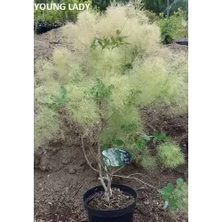 Pūkenis - YOUNG LADY