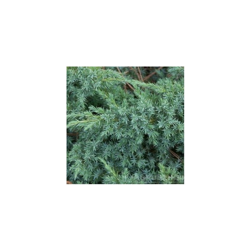 Juniperus squamata Blue Swede P33C15/P35C25 50CM W90 PHOTO 2021-10-21