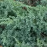 Žvynuotasis kadagys - Juniperus squamata BLUE SWEDE