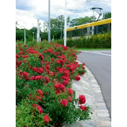 Rosa FLOWER CARPET SORENTO