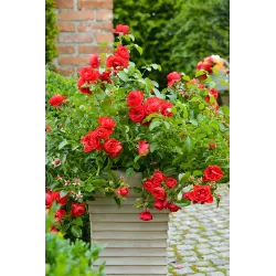 Rosa FLOWER CARPET SORENTO