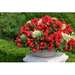 Rosa FLOWER CARPET SORENTO