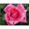 Rožė - Rosa TOM TOM ®