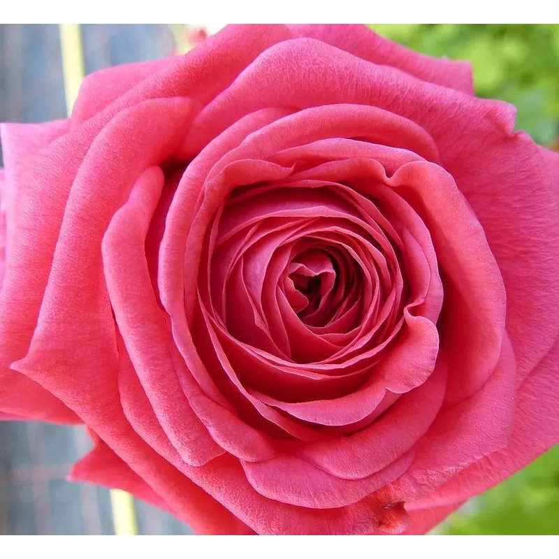Rožė - Rosa FRAGONARD ®
