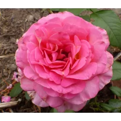 Rožių krūmai internetu su pristatymu į namus