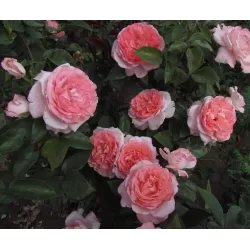 Rožių krūmai internetu su pristatymu į namus