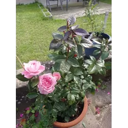 Rožių krūmai internetu su pristatymu į namus