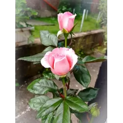 Rožių krūmai internetu su pristatymu į namus